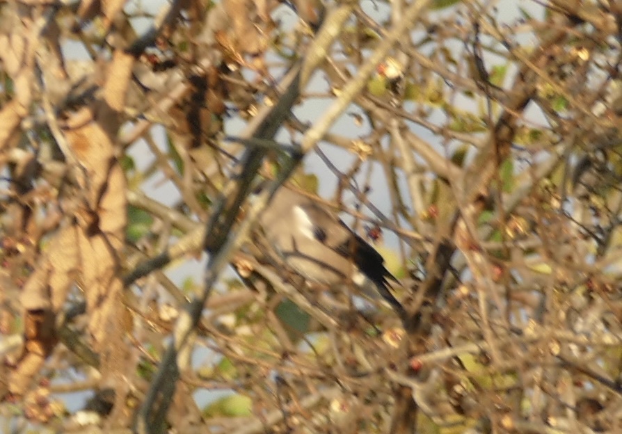 Brown Bullfinch (Pyrrhula nipalensis), photo 8