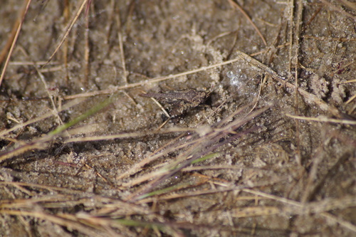 Cepero's Groundhopper, Drunen, Netherlands, photo 5 of 10