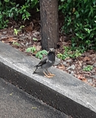 Spodiopsar cineraceus