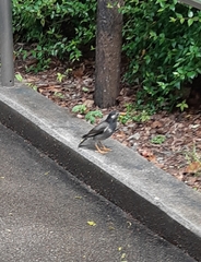 Spodiopsar cineraceus