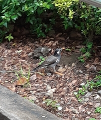 Spodiopsar cineraceus