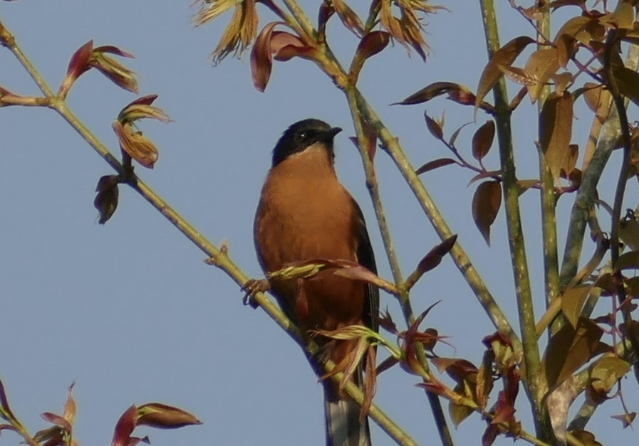 Rufous Sibia