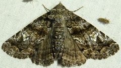 Metria amella