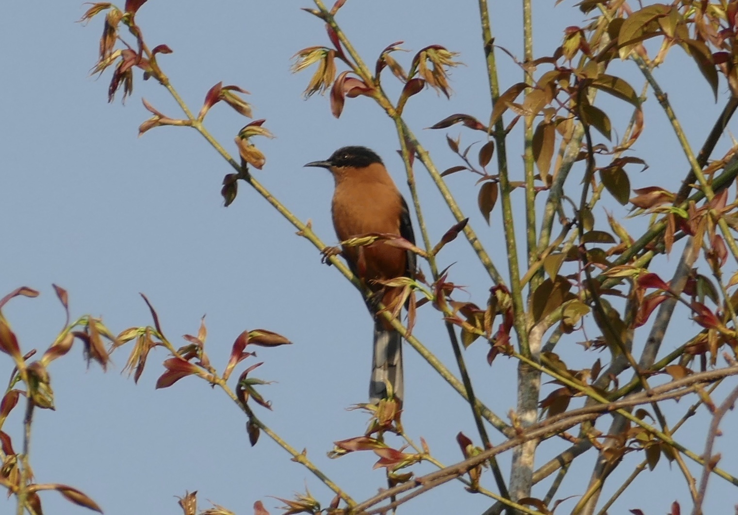 Rufous Sibia