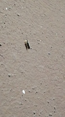 Insecta