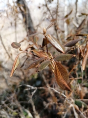 Rhododendron ledebourii