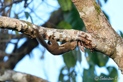 Ear-Spot Squirrel photo 2