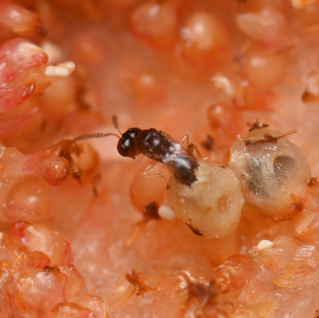 Anidarnes bicolor
