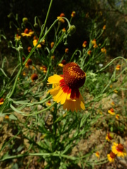 Helenium amphibolum