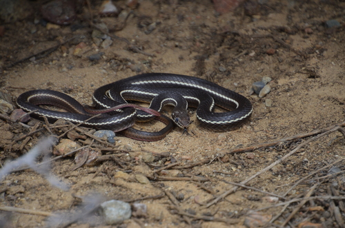 Striped Racer