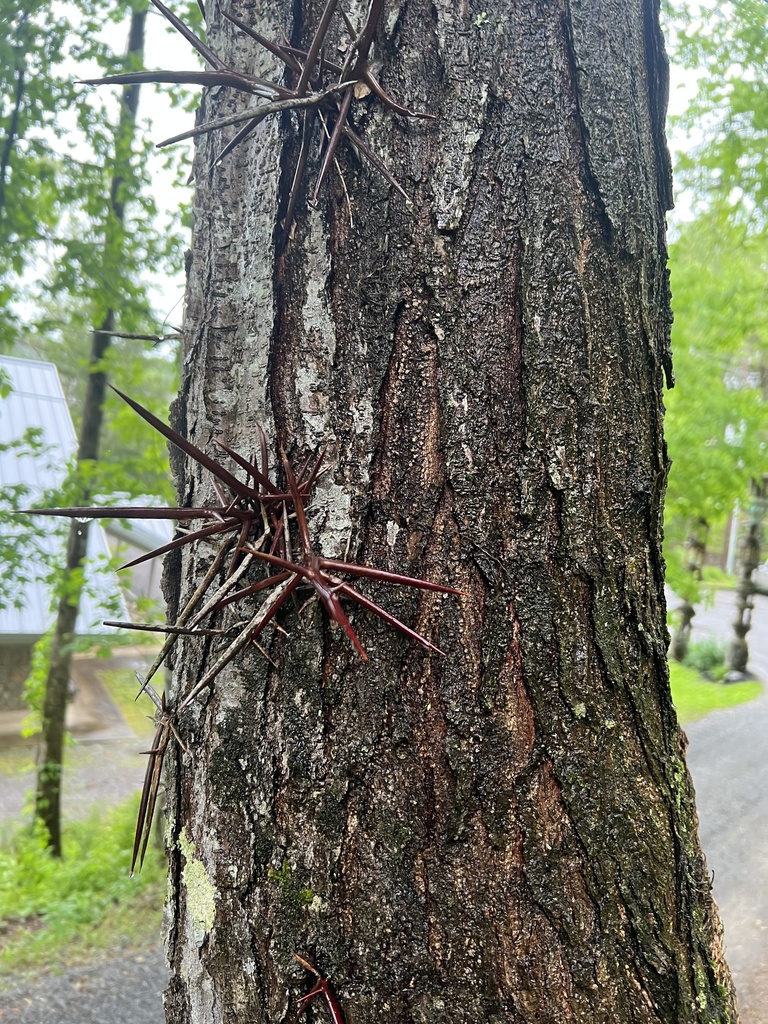 Honey locust from arrowmont school of arts and crafts gatlinburg tn