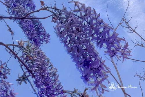 Petrea volubilis