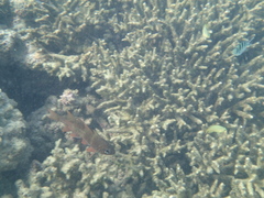 Ostorhinchus norfolcensis