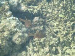 Ostorhinchus norfolcensis