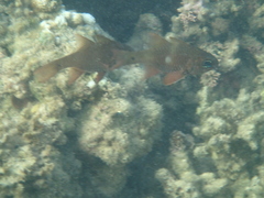 Ostorhinchus norfolcensis