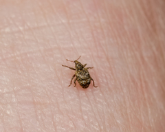 Conotrachelus recessus