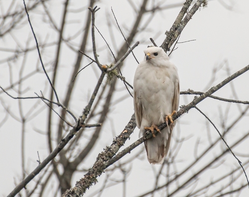 Red-tailed Hawk photographed in Alabama