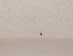 Insecta