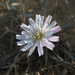 Cliff Aster - Photo (c) stonebird, some rights reserved (CC BY-NC-SA)