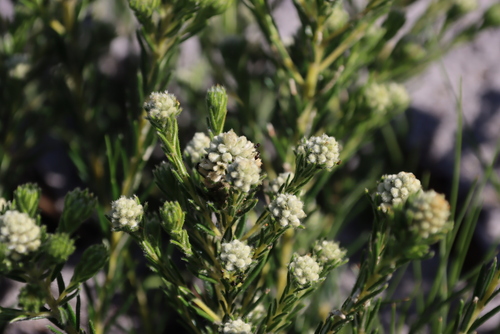 Image of Phylica imberbis by (c) Tony Rebelo, some rights reserved (CC BY-SA)