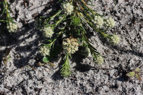 Image of Phylica imberbis by (c) Tony Rebelo, some rights reserved (CC BY-SA)