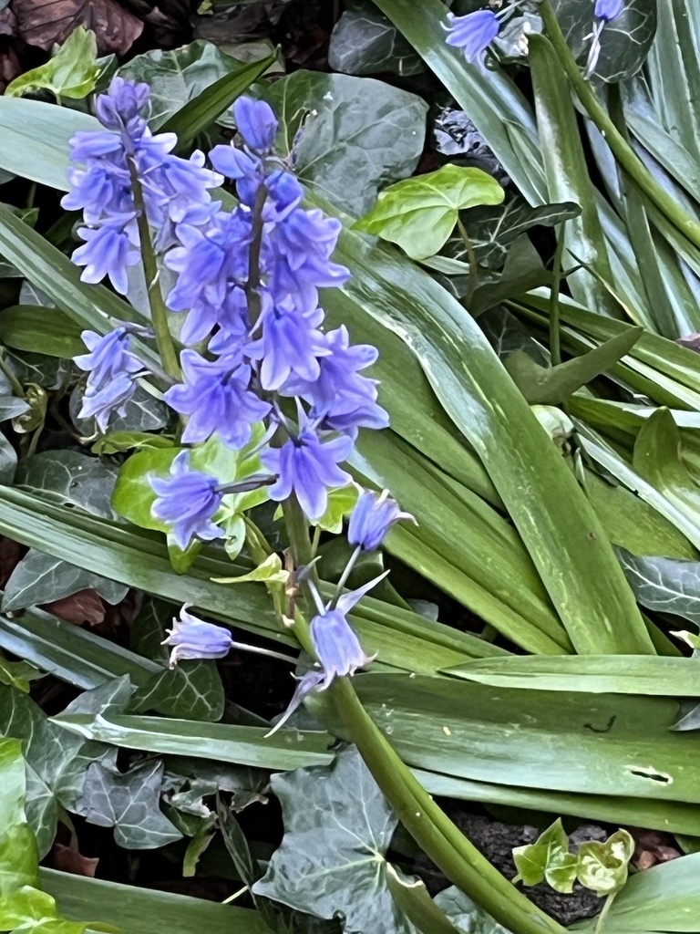 Bluebells from Coppergate Shopping Centre York,