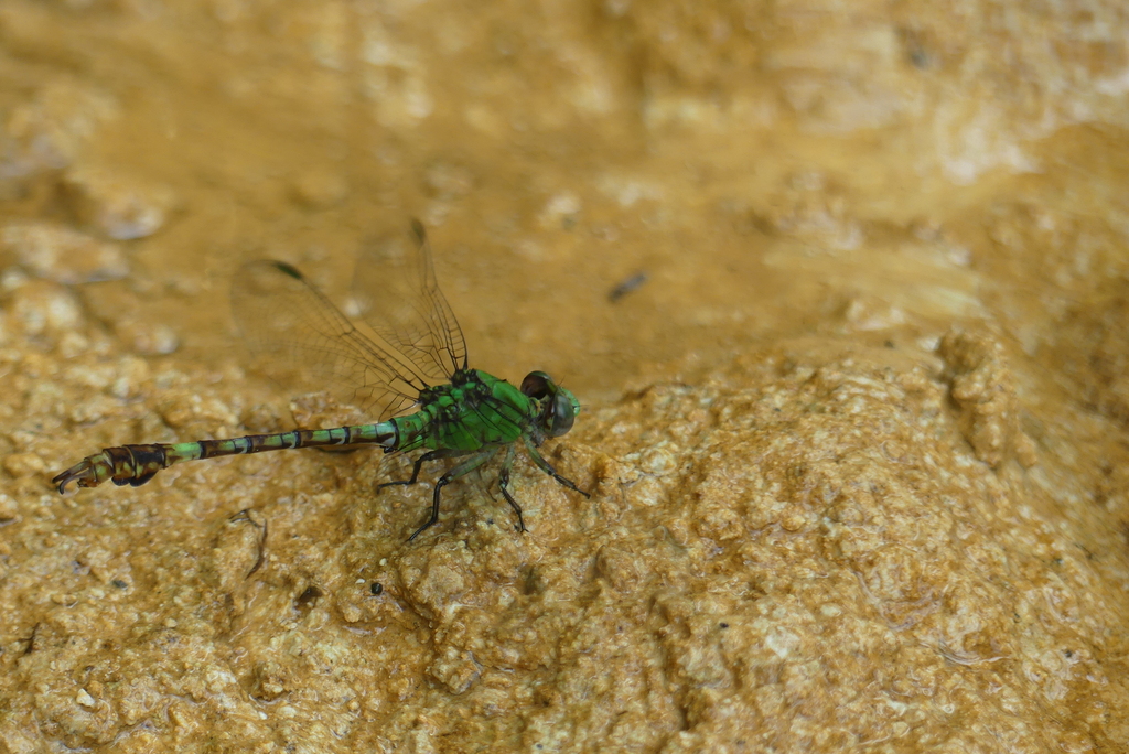 Paragomphus viridior
