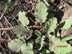 Pelargonium althaeoides