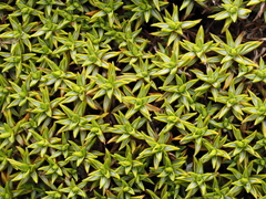 Mat daisy (Raoulia tenuicaulis)