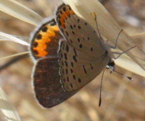Icaricia acmon