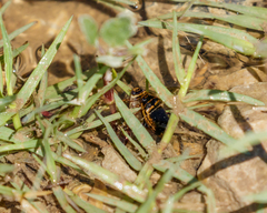 Thermonectus basillaris