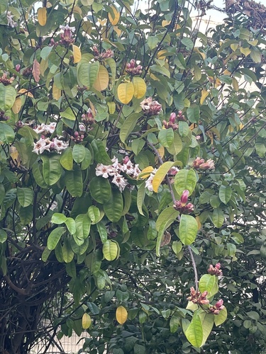 Foto de Chifre-de-veado
