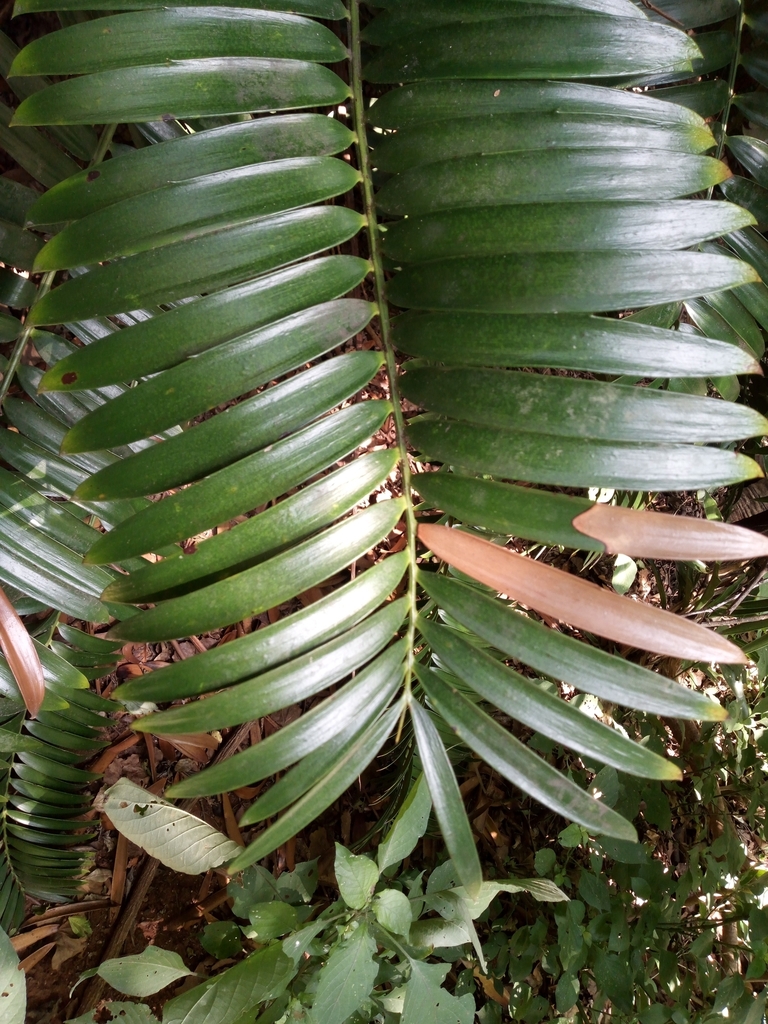 Bread Palms From Morningside Berea 4001 South Africa On April 13 bread-palms-from-morningside-berea-4001-south-africa-on-april-13
