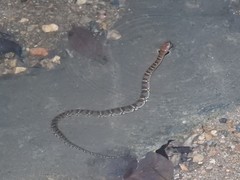 Trimerodytes aequifasciatus