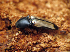 Ampedus linteus