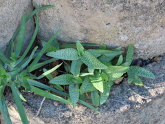 Ledebouria socialis