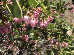 Arctostaphylos patula