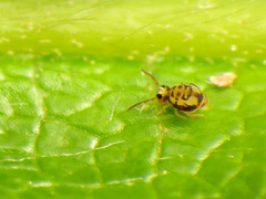 Sminthurinus henshawi