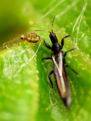 Sminthurinus henshawi