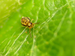 Sminthurinus henshawi