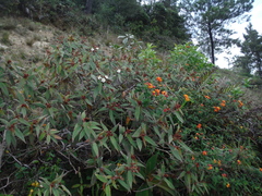 Miconia angustilamina