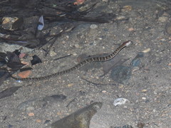 Trimerodytes aequifasciatus