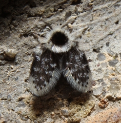 Lepiseodina conspicua