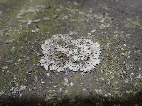 Phaeophyscia spinellosa