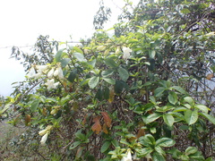 Beaumontia grandiflora, photograph author not stated, no rights reserved