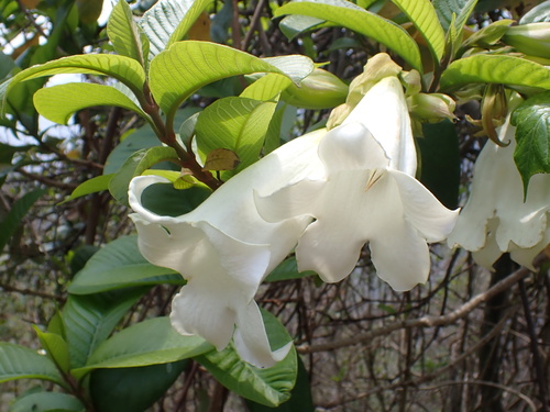 Beaumontia grandiflora, photograph 2