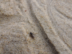 Orygma luctuosum