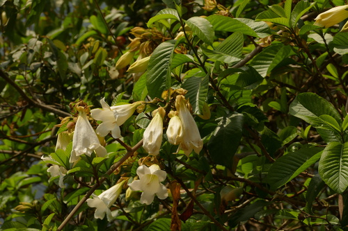 Beaumontia grandiflora, photograph 4