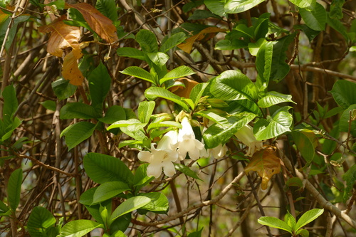 Beaumontia grandiflora, photograph 6