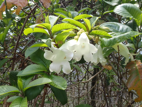 Easter lily vine (Beaumontia grandiflora)